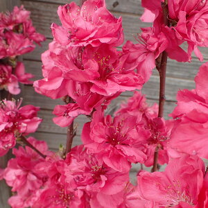 Ԗ ؂̕c/قԓ(ni): ƎgieexjEԉԁj6|bg