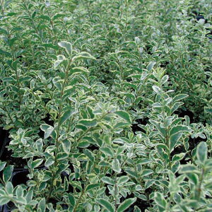 Ԗ ؂̕c/Vo[vybg3.5|bg4Zbg