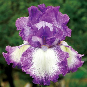 Ԃ̕c/W[}ACXFWF[V[Y@\O3.5|bg