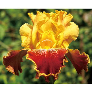 Ԃ̕c/W[}ACXF~VKuCh3.5|bg