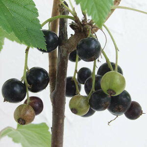 ʎ̕c/JVXFtTXOiubNJ[gj4`5|bg