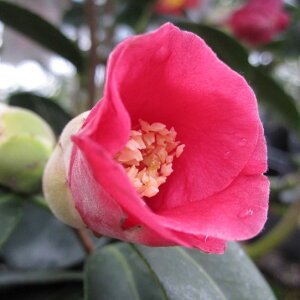 Ԗ ؂̕c/̏ցicoLjF̏iTrXPj3.5`4|bg