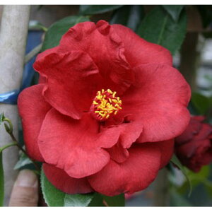 �Ԗ� ��؂̕c/�ցi�c�o�L�j�F���C�����E�x���x�b�g4���|�b�g