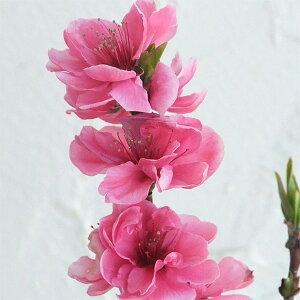 Ԗ ؂̕c/قԓ(ni)F Ǝ蓍ieeEZԁj6|bg