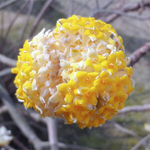 Ԗ ؂̕c/~c}^F։4.5-5|bg