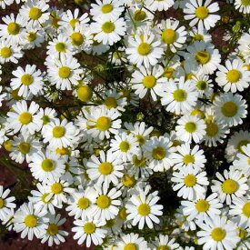 楽天市場 カモミール グランド カバーの通販