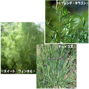 n[u̕c/n[u3ZbgiXC[gtFlEt`^SE`Cuj