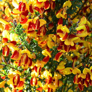 Ԗ ؂̕c/GjV_Fقg3-3.5|bg