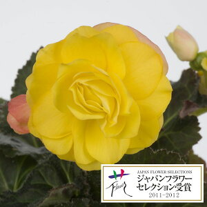 Ԃ̕c/tH[`xSjAFS[fEBYbhobN3.5|bg