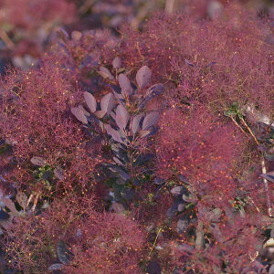 Ԗ ؂̕c/X[Nc[FutHA4.5`5|bg