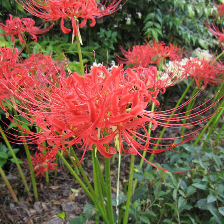 楽天市場 草花の苗 ヒガンバナ 彼岸花 リコリス ラジアータ 赤3 5号ポット 園芸ネット プラス