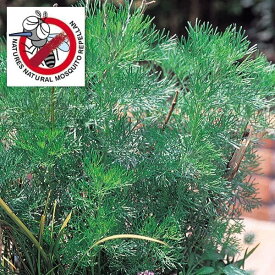 楽天市場 蚊よけ 植物の通販 楽天市場 蚊よけ 植物の通販