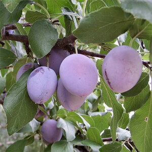 ʎ̕c/v[FW{p[v4`4.5|bg