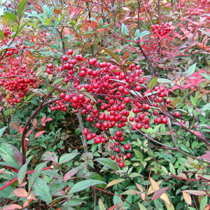 Ԗ ؂̕c/ie(VjFԎ3-3.5|bg