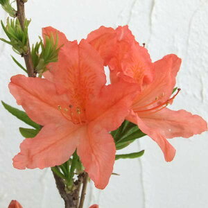 Ԗ ؂̕c/ccWFQccWԁiJoQj40`50cm