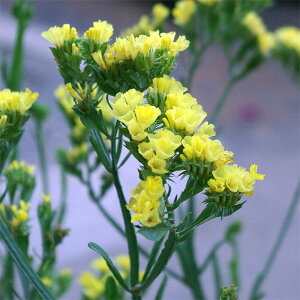 Ԃ̕c/X^[`X VjA[^FCG[niNo.4j3|bg2Zbg