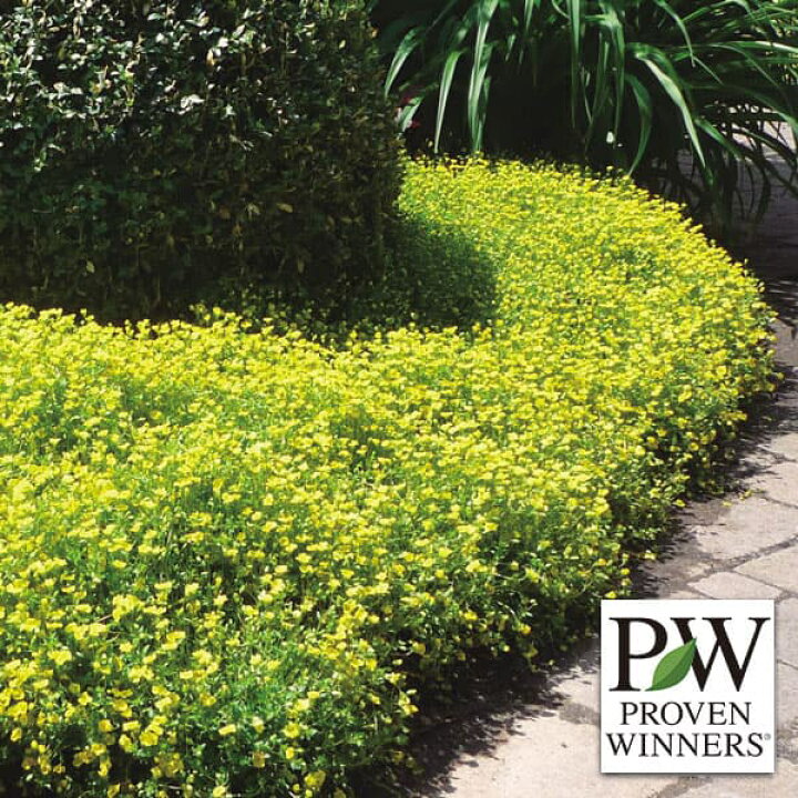 最適な材料 草花の苗 サギナ アイリッシュモス ライトグリーン3号ポット 2ポットセット