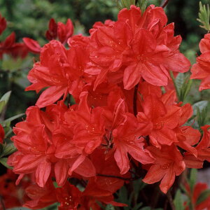 Ԗ ؂̕c/GNXo[ccWFzbgXp[3.5-4|bg