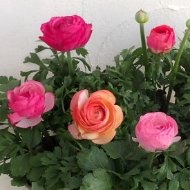 草花の苗/ラナンキュラス：アヤリッチ・ピンク系3.5号ポット