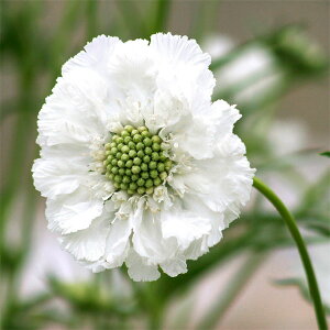 Ԃ̕c/XJrITi}cV\EjFzCgNC[3.5|bg