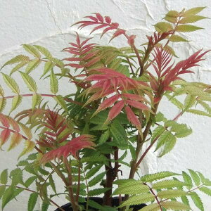 Ԗ ؂̕c/iiJ}hFzULiiJ}h Z3-3.5|bg