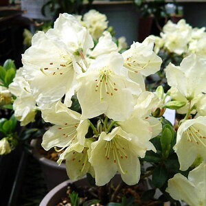 R쑐̕c/~jVNiQF3-3.5|bg