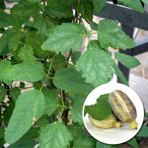 ڂ́FAPrOt 5|bg1.5m