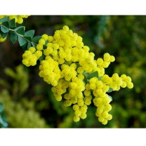 楽天市場】三角 葉 アカシア 花の通販
