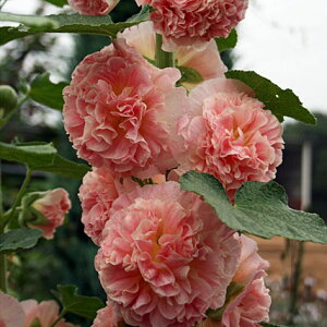 Ԃ̕c/d炫tEFs[`h[3-3.5|bg2Zbg