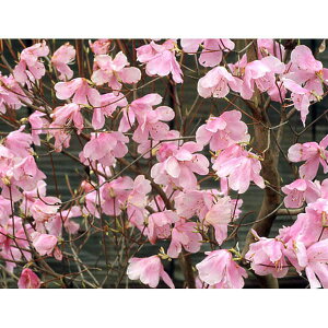 Ԗ ؂̕c/ccWFAJVI3.5|bg