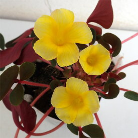 草花の苗/オキザリス：名月のめぐみ3.5号ポット2株セット