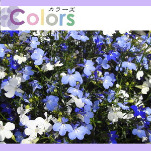 苗 ロベリア 農業資材 ガーデニング用品の人気商品 通販 価格比較 価格 Com