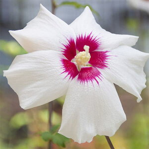 Ԗ ؂̕c/NQiہjFqm}i̊ہj3.5|bg