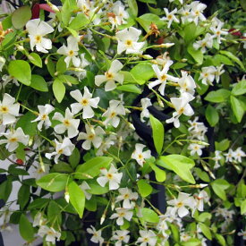 楽天市場 常緑 つる性植物の通販 楽天市場 常緑 つる性植物の通販