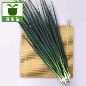 A̕c/RpjIvcF˂iׂ˂j2.5-3|bg6Zbg