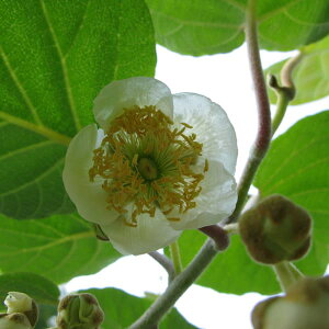 ʎ̕c/LECiIXؑ炫jF}bN4`5|bg