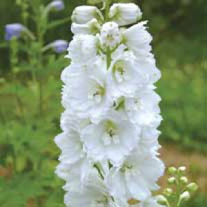 Ԃ̕c/ftBjEFKnbg3.5|bg 6Zbg