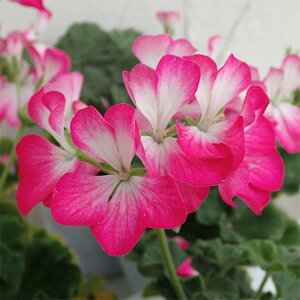 Ԃ̕c/[jEFS2000[Y3.5|bg