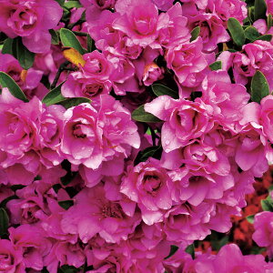 Ԗ ؂̕c/˃ccWFd厇4|bg