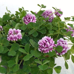 Ԃ̕c/JgAN[o[3|bg 6Zbg