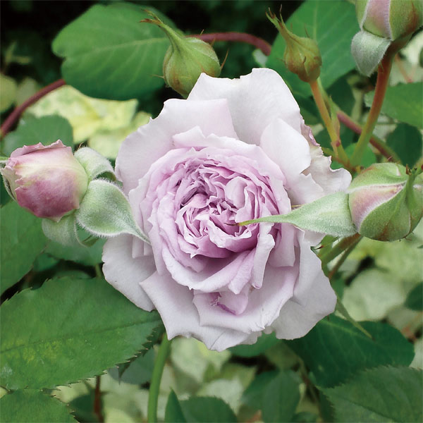 禅ローズ 爆売り 完全な四季咲き性のつるバラ バラの苗 つるばらミニタイプ ハウステンボス新苗