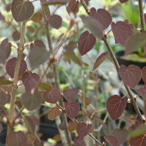 Ԗ ؂̕c/[]JcijjFbhtHbNX 6|bg