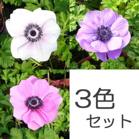 草花の苗/アネモネ：ポルト 3.5号ポット3色セット（パール・ブルー・オーキッド）