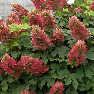 Ԗ ؂̕c/JVoAWTCFr[Xbp[Y 4`5|bg