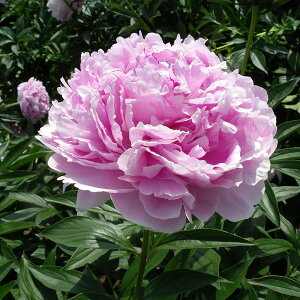 Ԃ̕c/VNNi䉖jFTxi[3.5|bg