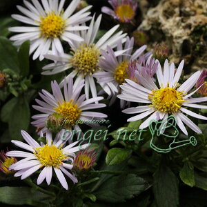 R쑐̕c/LNFqmRMNiP썮ej3|bg