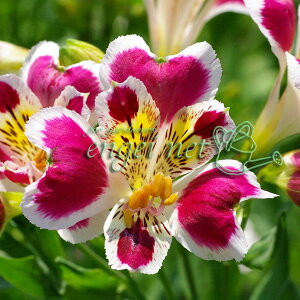 Ԃ̕c/AXgAFgvn[g3.5|bg 3Zbg