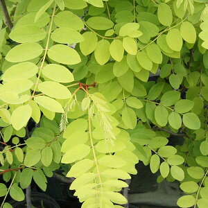 Ԗ ؂̕c/jZAJVAirjAjFt[VA3.5|bg