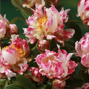 Ԃ̕c/AJVNNi䉖jFubNAubN4|bg