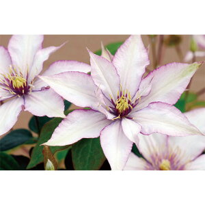 N}`X̕c/N}`XFT}^W[4|bgi֌nj